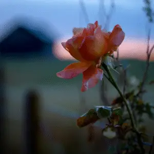 Single orange rose against twilight backdrop