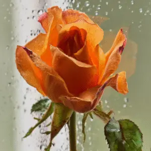 Beautiful orange rose with raindrops