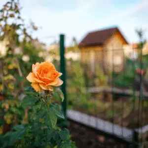 Orange Roses