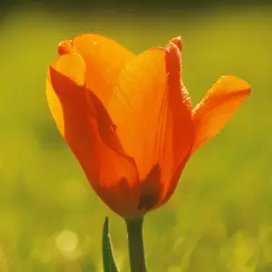 Vibrant orange tulip against green background