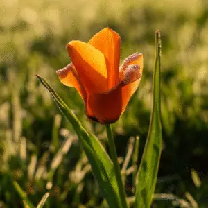 Vibrant orange tulip with dew drops.