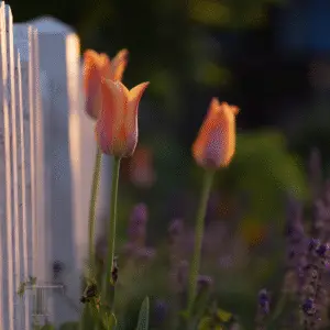 Soft orange tulips by white fence