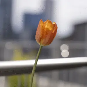 Single orange tulip against blurred background.