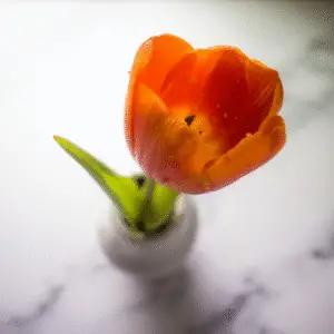 Single orange tulip in vase
