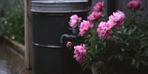 Peonies (3)