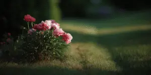 Peonies (4)