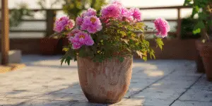 Peonies (5)