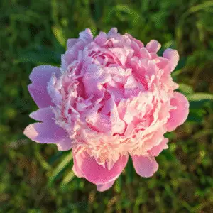 Pink peony flower with dew drops