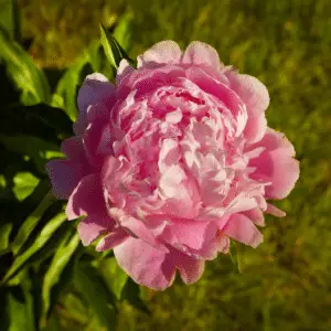 Pink peony flower with dew drops