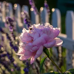 Pink peony flower with bee