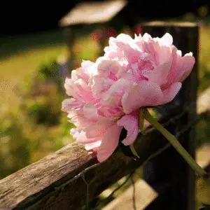 Pink peony flower on wooden fence