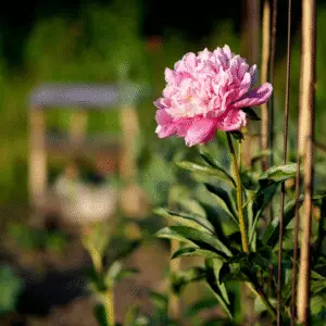 Single pink peony in garden