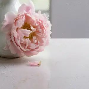 Large pink peony in vase.