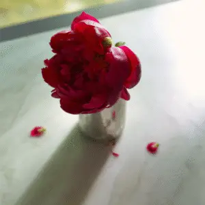 Vibrant red peony in silver vase.