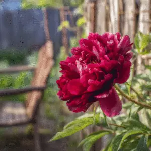 Vibrant red peony in garden