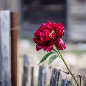 Vibrant red peony near wooden fence