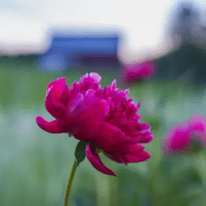 Vibrant pink peony in soft focus