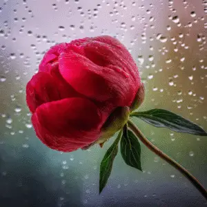 Red peony against rainy window
