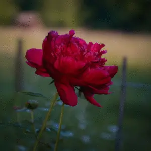Vibrant red peony flower in bloom.