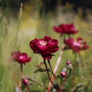 Vibrant red peonies in soft focus