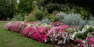 Petunia (13)