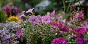 Mixed petunias in garden bed, various pinks.
