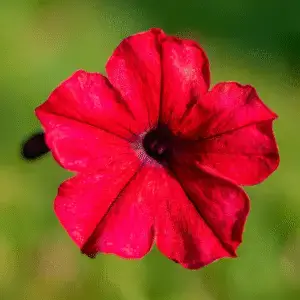 Vibrant red petunia flower close-up
