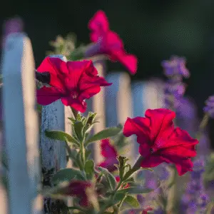 Vibrant red petunias by white fence