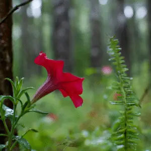 Red flower amidst lush greenery.