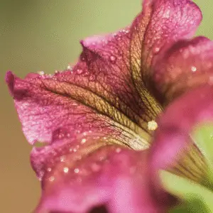 Close-up of a dew-covered petunia