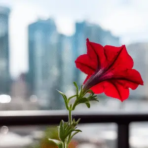 Vibrant red petunia against city skyline