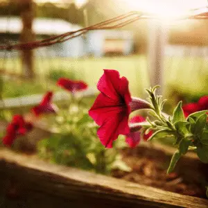 Vibrant red petunia in sunlight