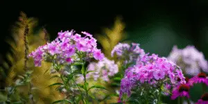 Clusters of pink and lilac garden phlox flowers blooming against a dark background