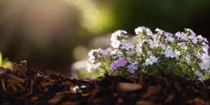 Low mound of white and pale pink phlox flowers above dark mulch in soft light