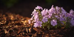Clusters of small pink and lavender phlox flowers low over a bark mulch bed