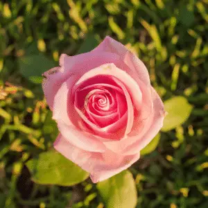 Beautiful pink rose with green leaves