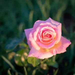 Delicate pink rose with dew drops