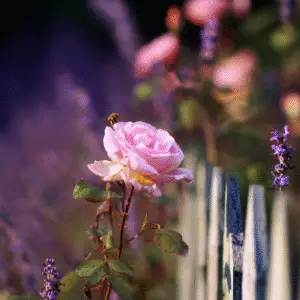 Pink rose near a white fence