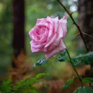 Delicate pink rose with raindrops
