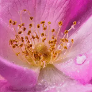 Close-up of pink rose with droplets