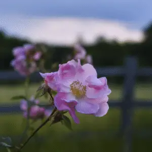 Delicate pink rose against blurred background