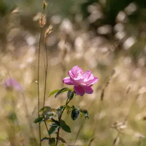 Single pink rose in soft background