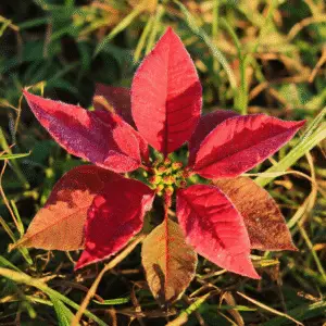 Vibrant red poinsettia leaves with dew