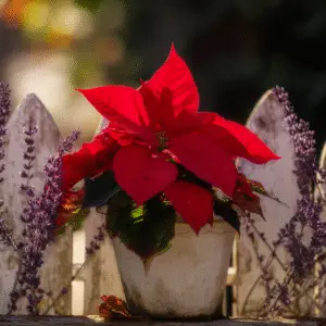 Vibrant red poinsettia in pot