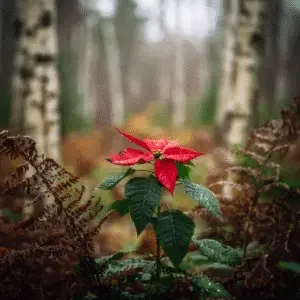 Red poinsettia in a misty forest