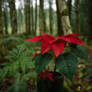 Red poinsettia in a forest setting.