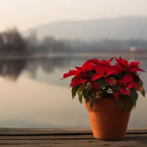 Red poinsettia by serene lake