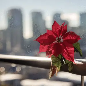 Red poinsettia against city skyline