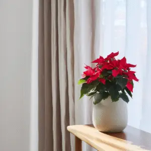 Red poinsettia in decorative pot.