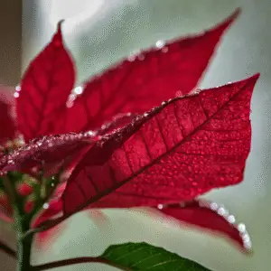 Red leaves with water droplets